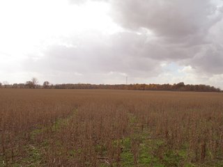 Property photo 6 - 97 +/- Acres Tillable Land Auction